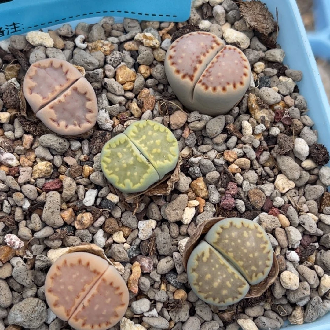 8893饼干彩套五颗。