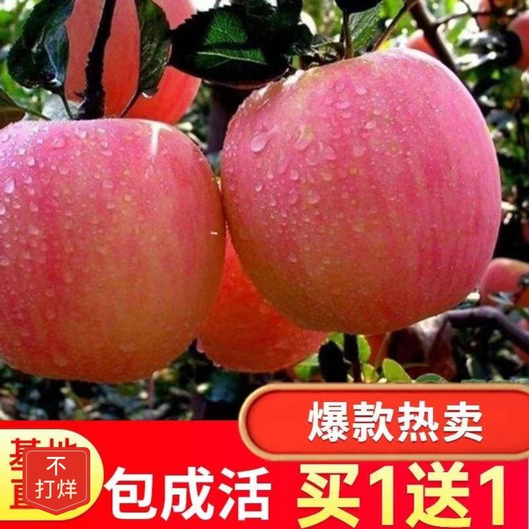 【48小时发货】嫁接苹果树苗盆栽地栽庭院种植特大红富士苹果苗南