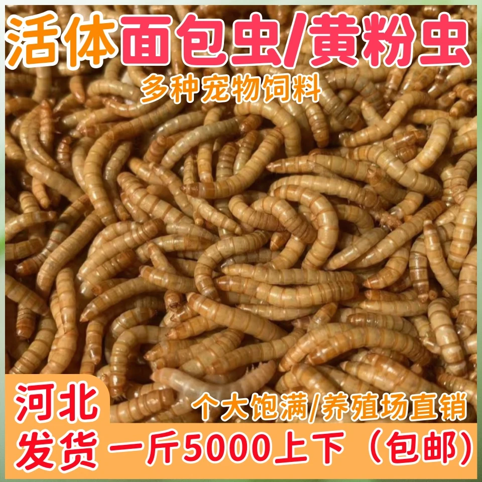 面包虫活虫活饵鲜活黄粉虫仓鼠蛋白虫宠物食品守宫鸟食鱼食饲料等
