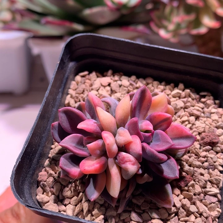 丘比特锦锦锦两个头