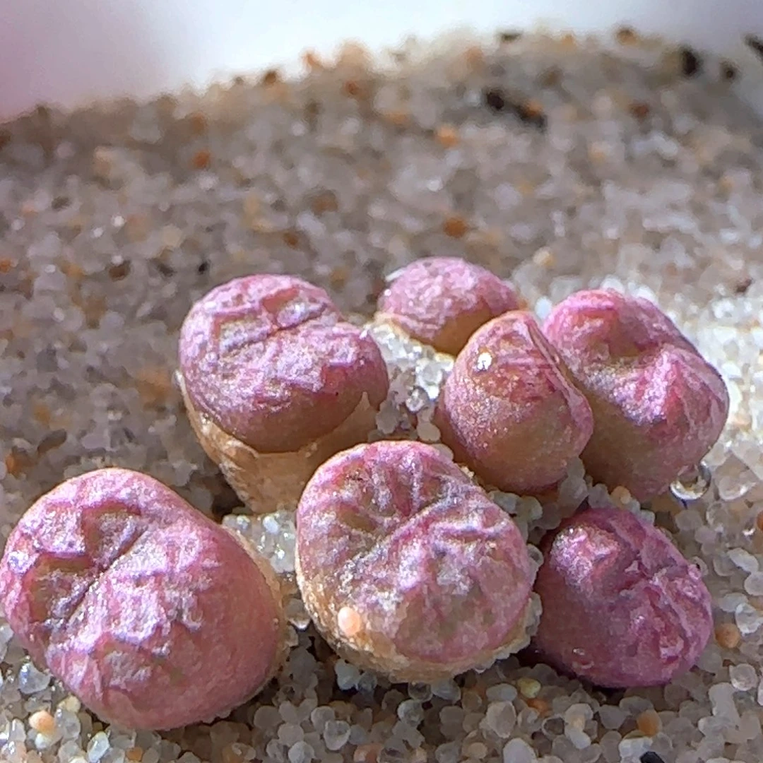 6.10.39/不知名杂/