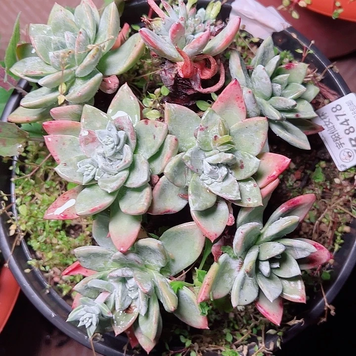 天***丶白拉 瑕疵8478纯牛奶
