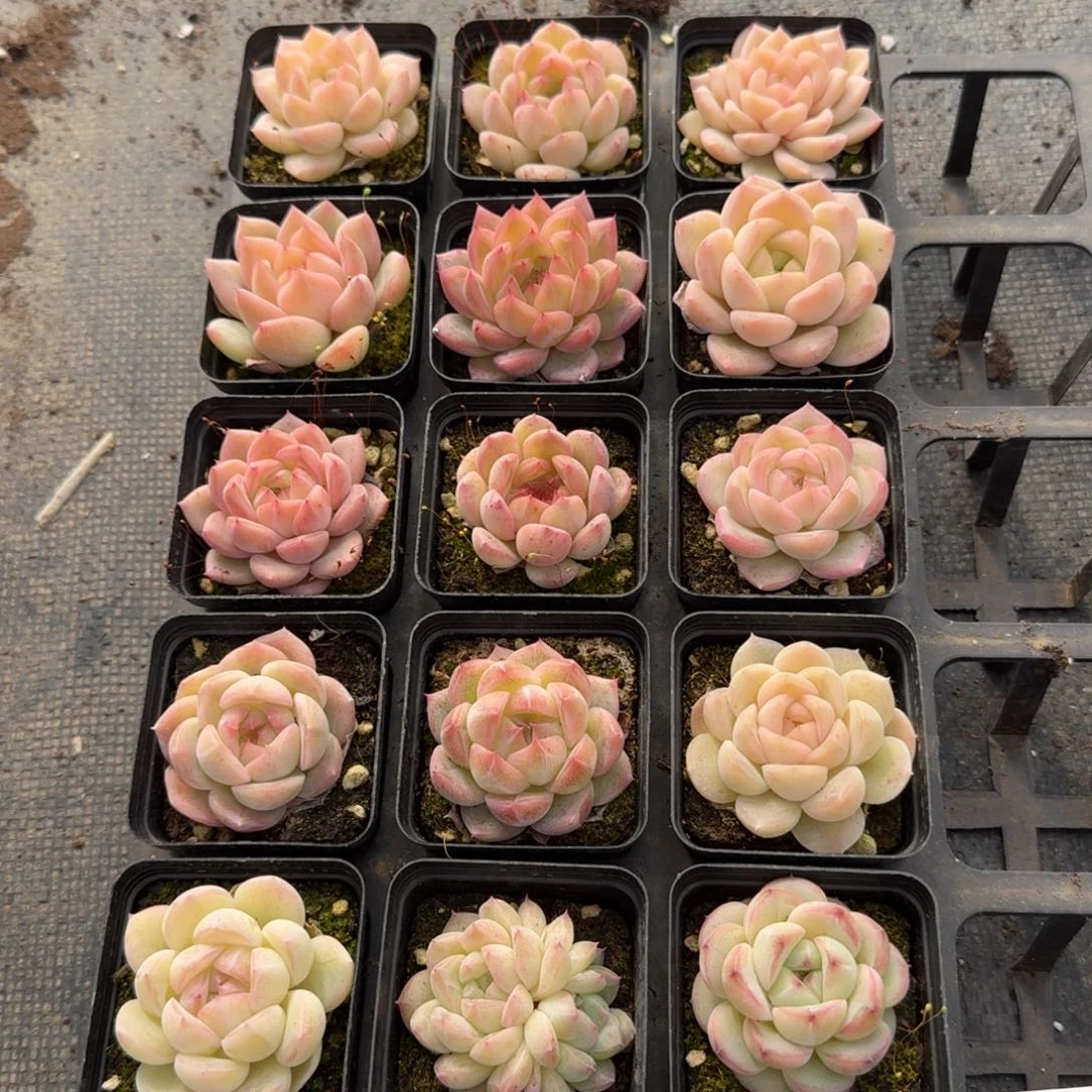 多肉杂交一物一拍18-20