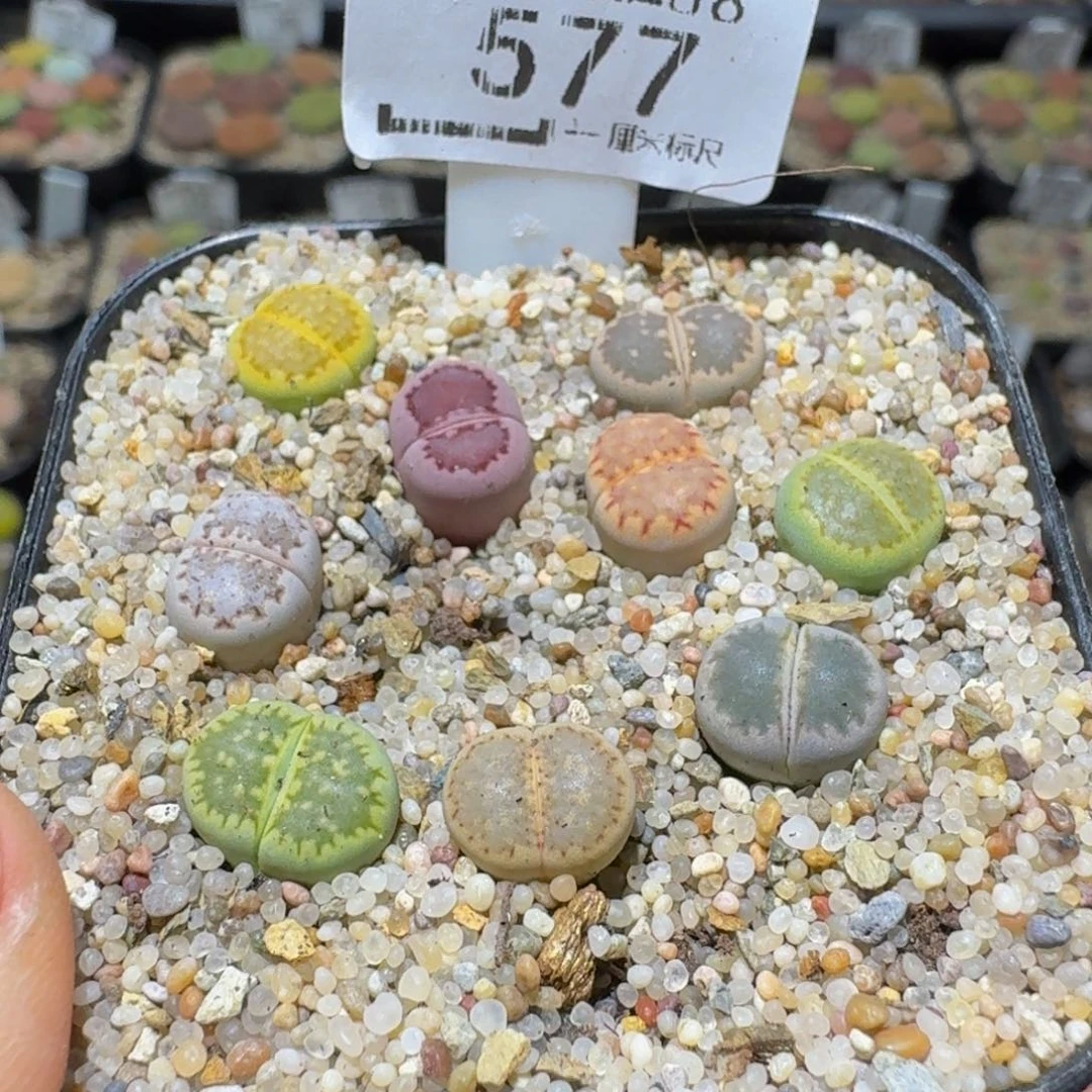 嘟***猫Ssss sss精品生石花577