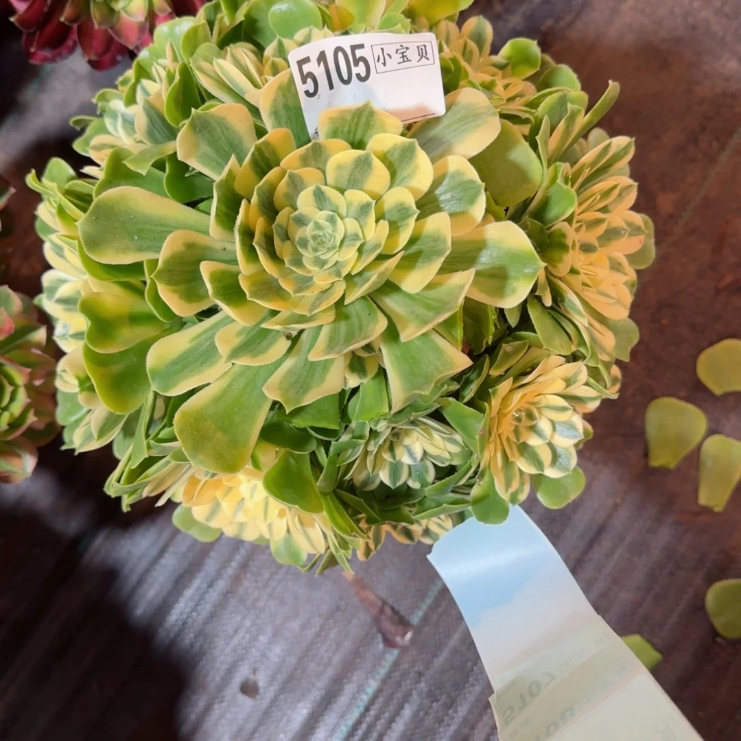 朴*?5105多肉辛尼亚多肉多肉