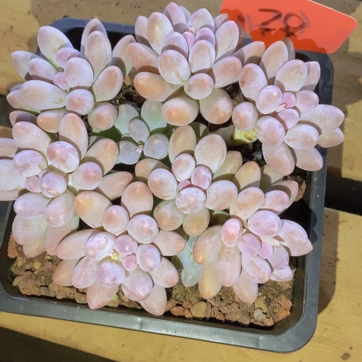 是的哦亲爱呢亲爱