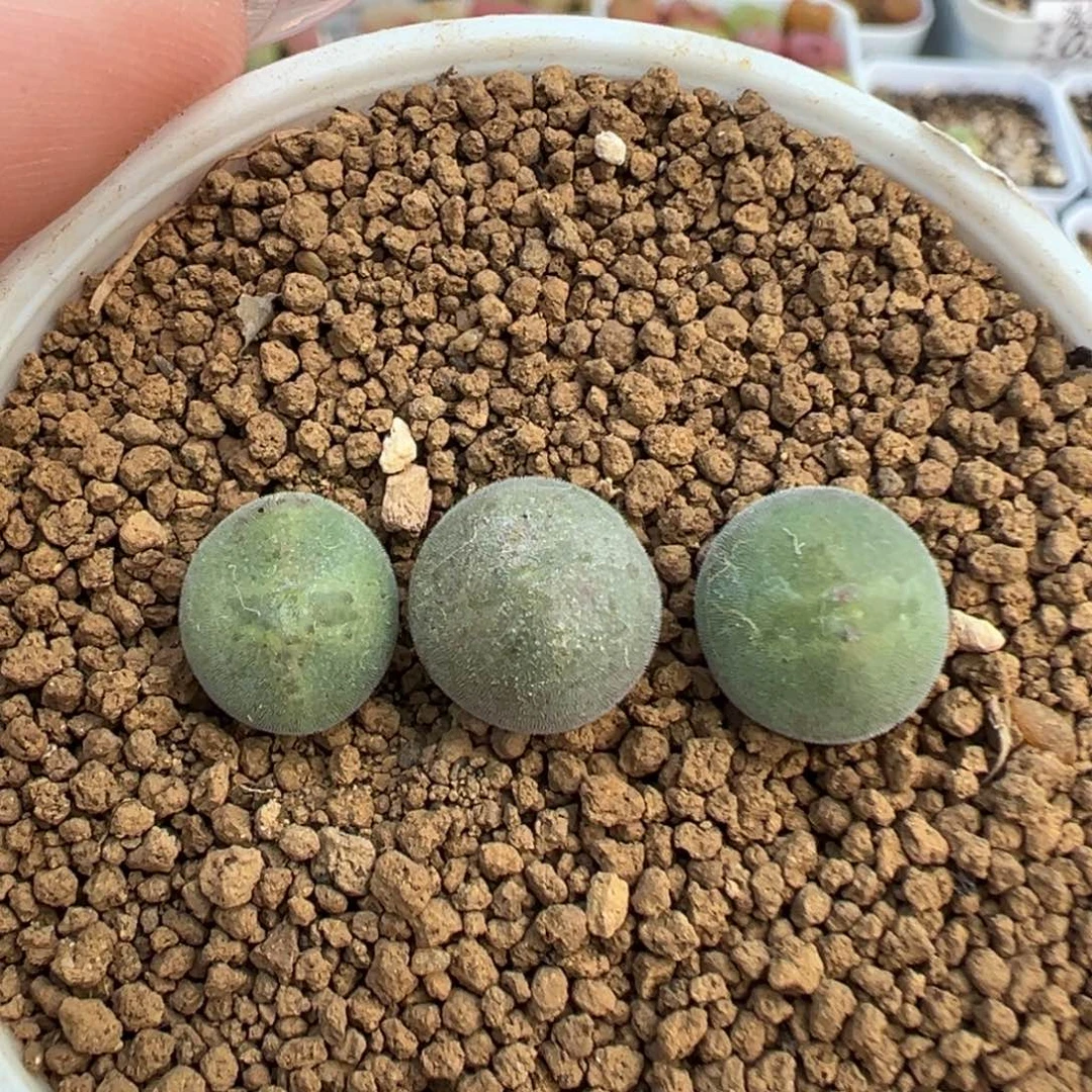 024矮胖大眼空蝉裸根发货