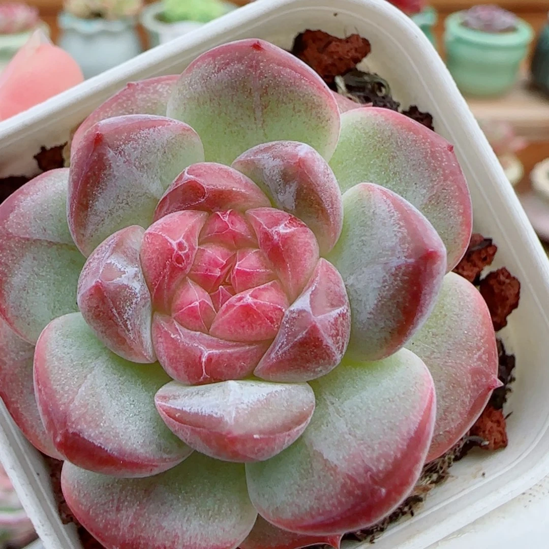 花语逸镜1015-400溏心珍妮