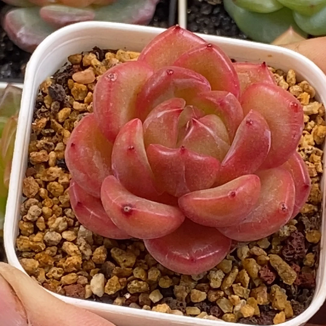 天官赐福百无禁忌