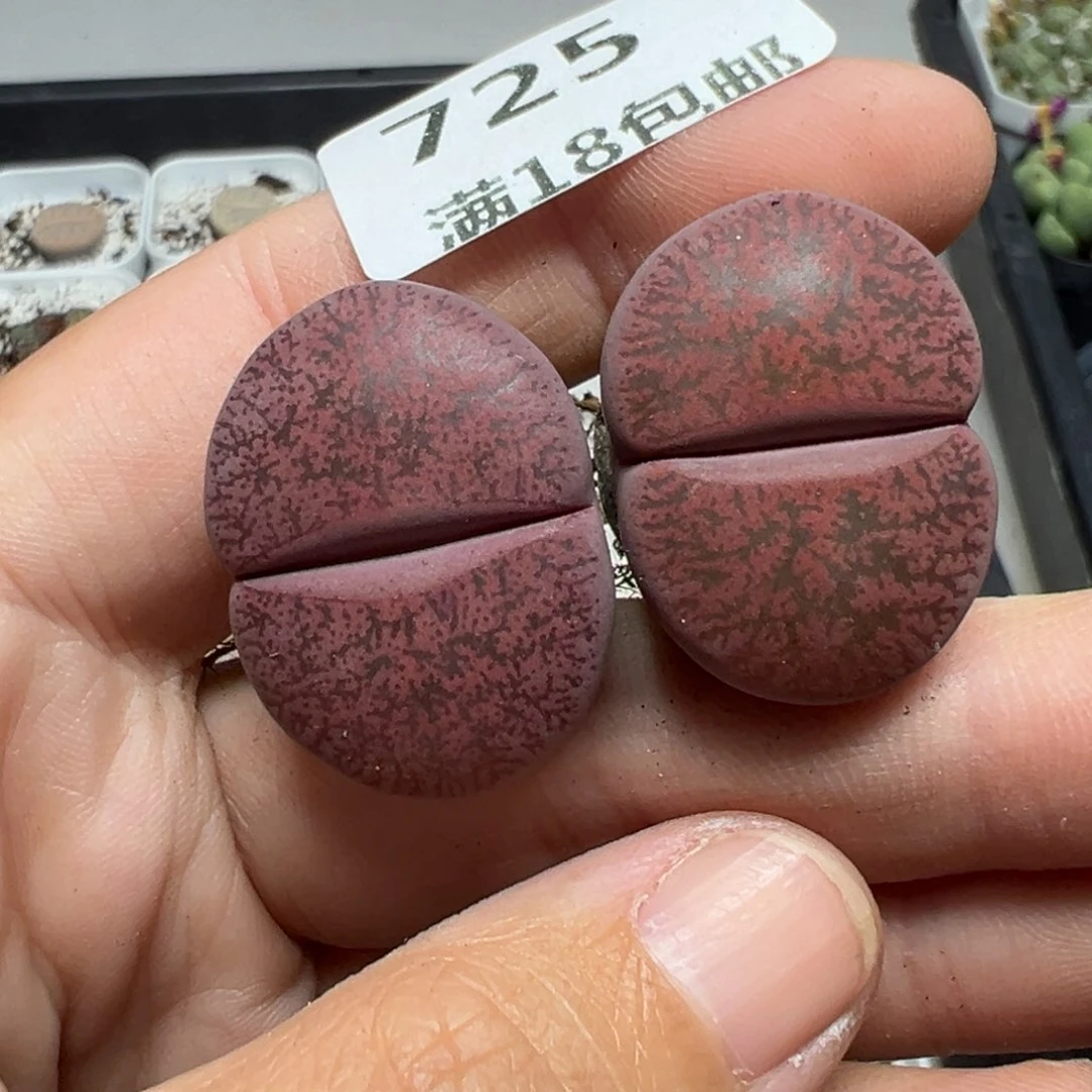 【闪购商品】725……