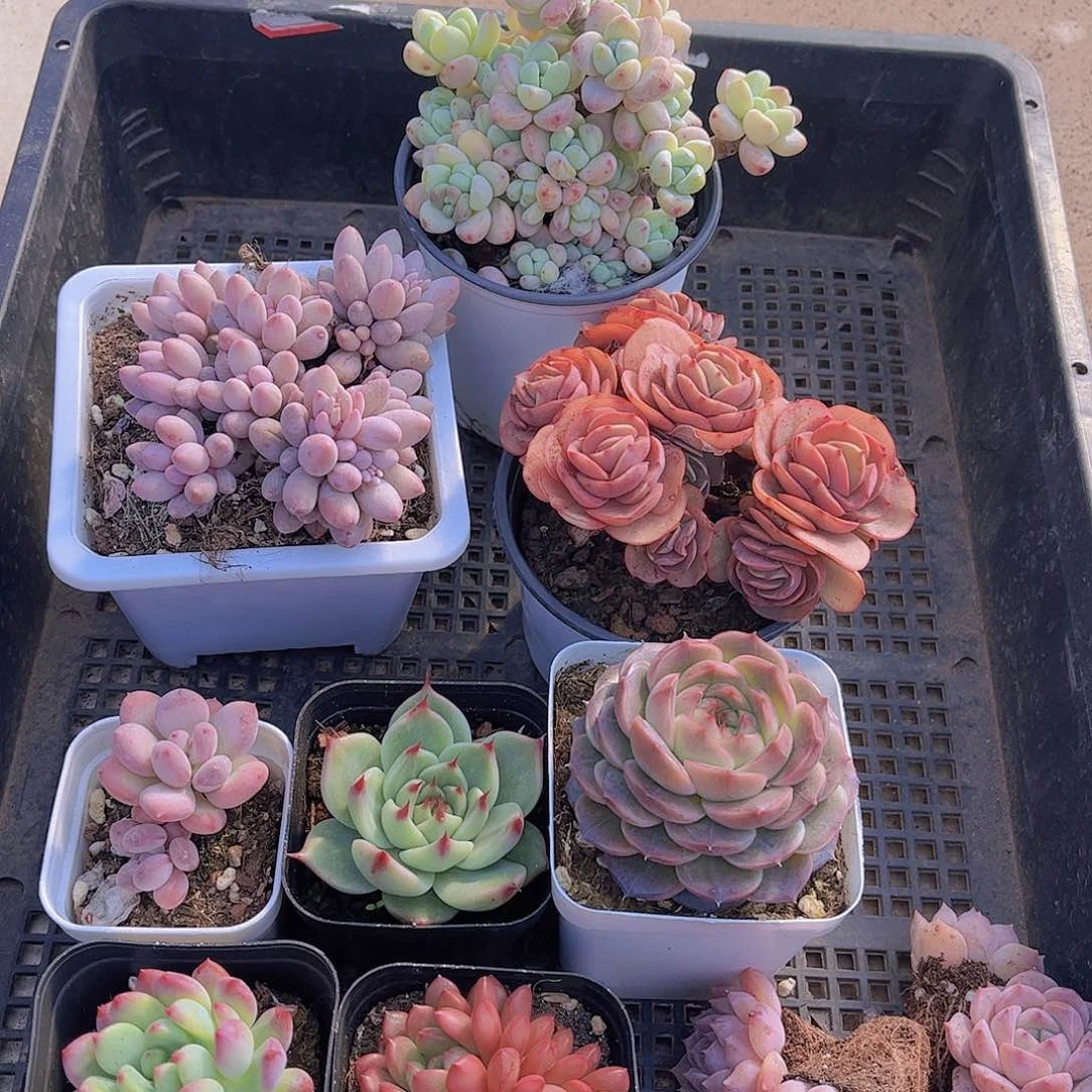 多肉513多肉植物