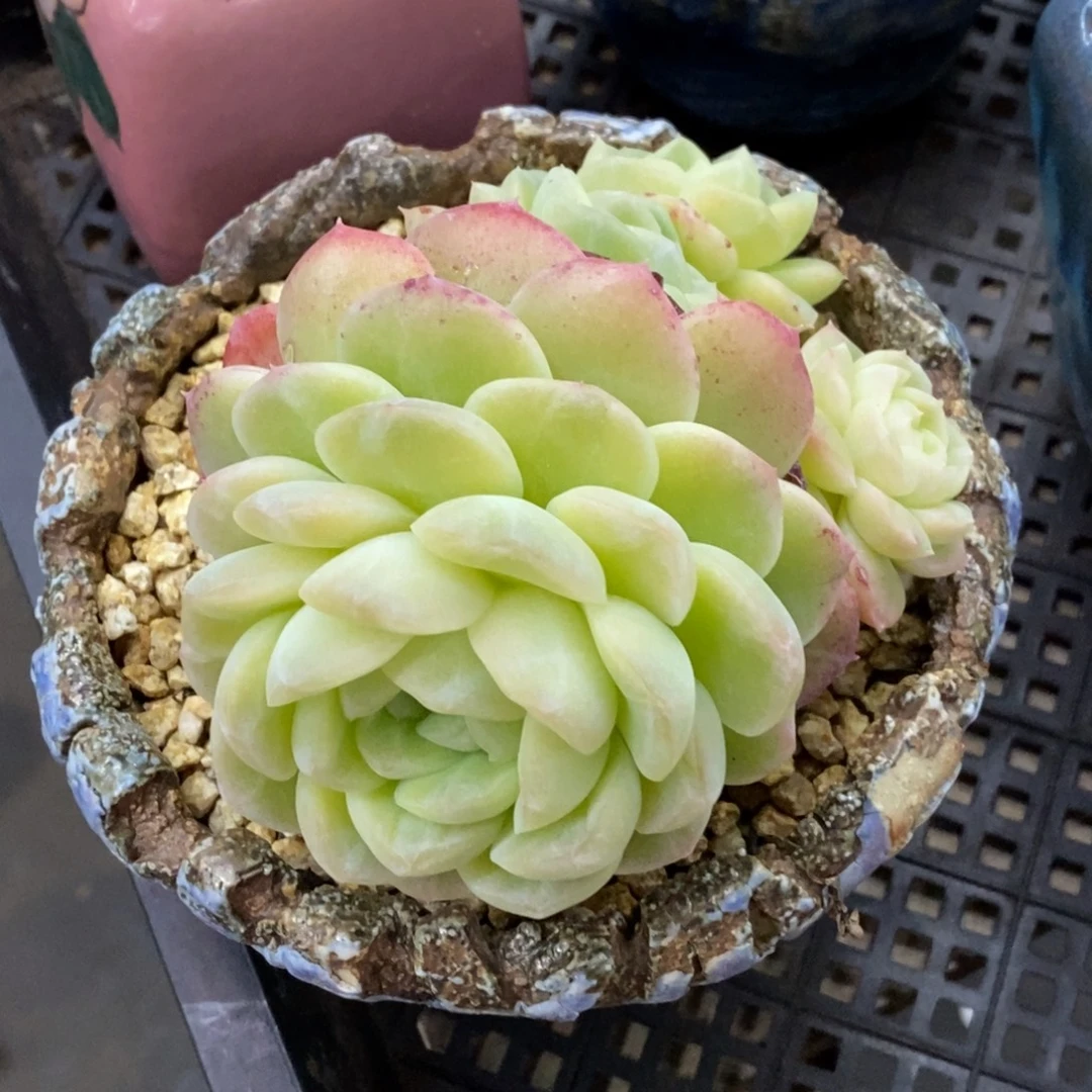 精品多肉一物一拍不包整111