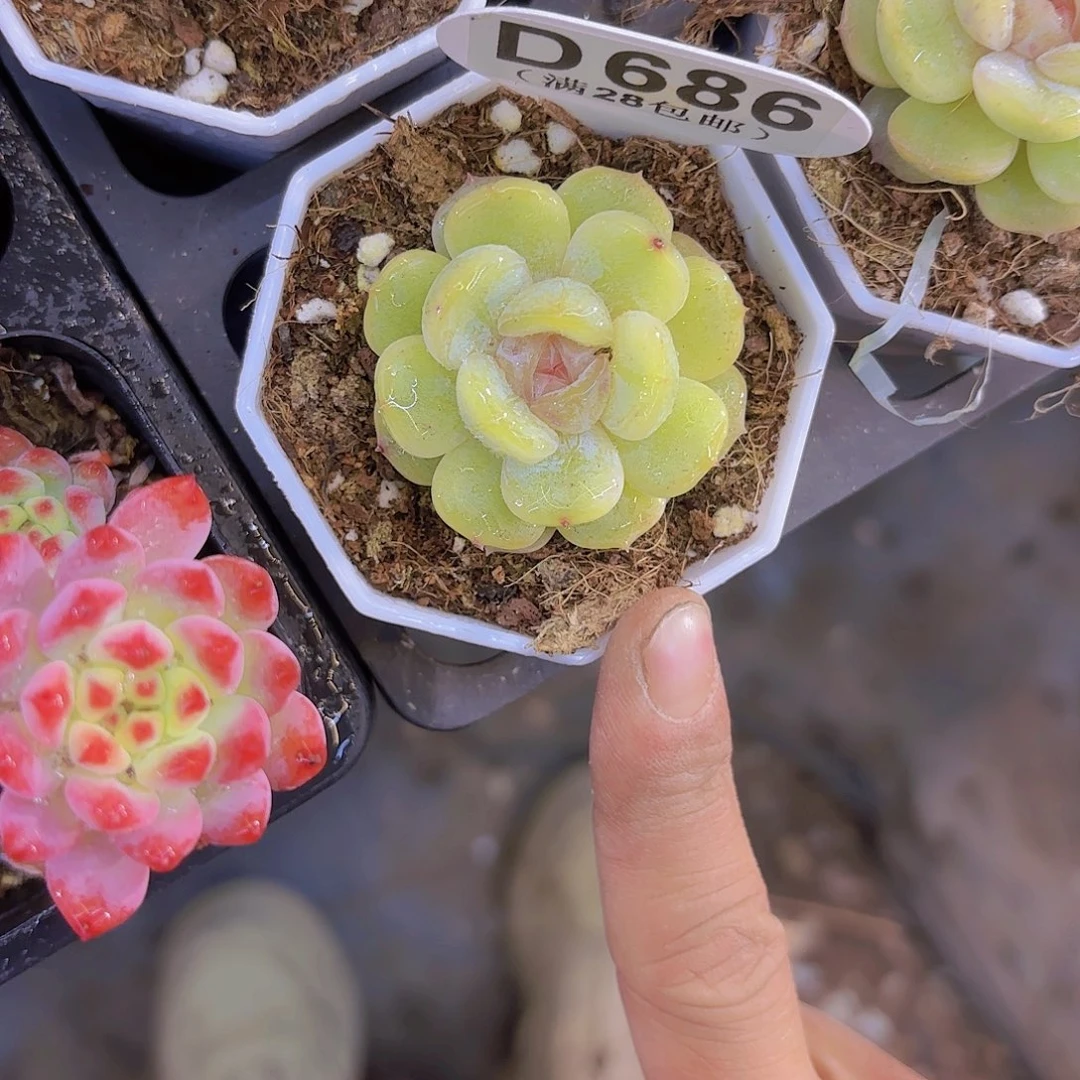 D686彩恋一物一拍