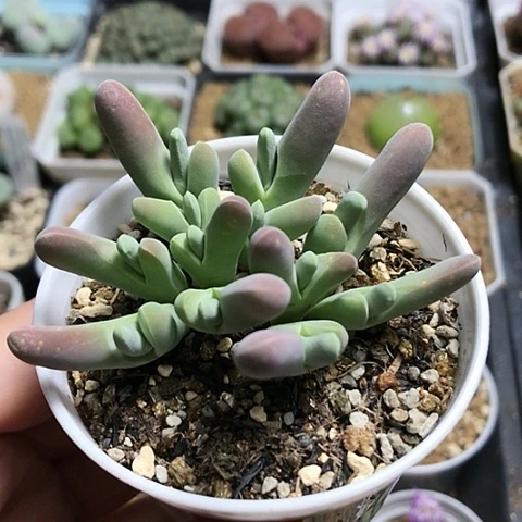 多肉肉锥 小白鲨