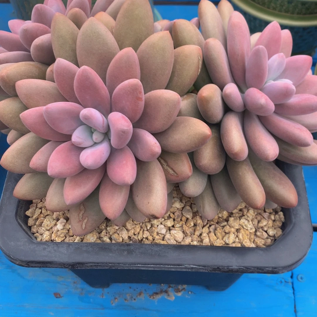 Z***…原始虞美人11111111111111