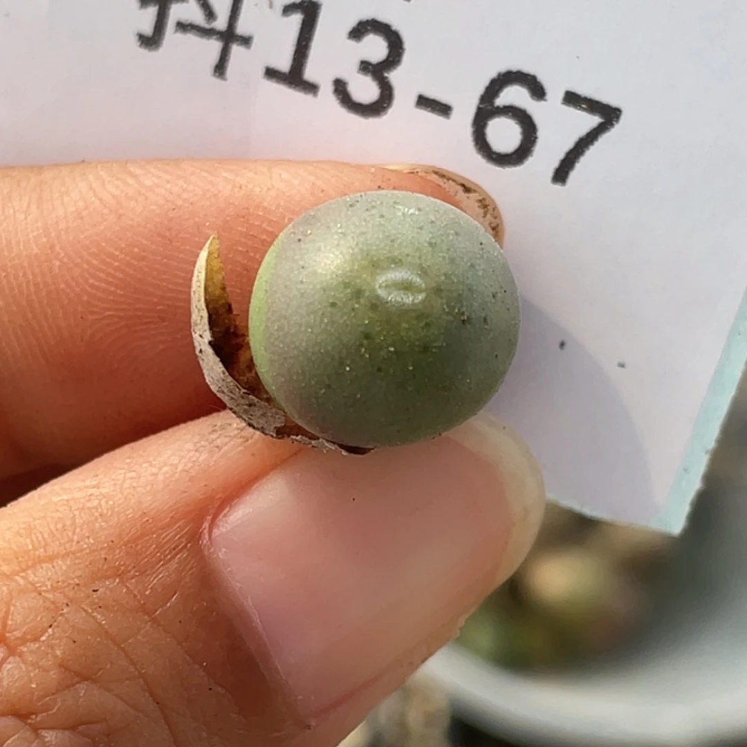 13-67大g多肉植物