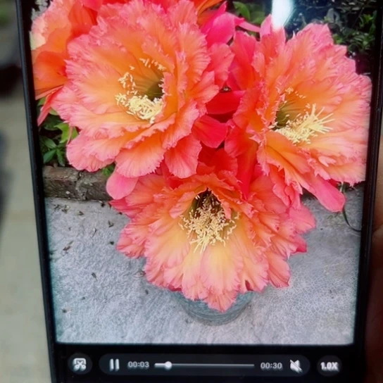 下38毛牛牛歪无根侧芽5公分左右20包邮
