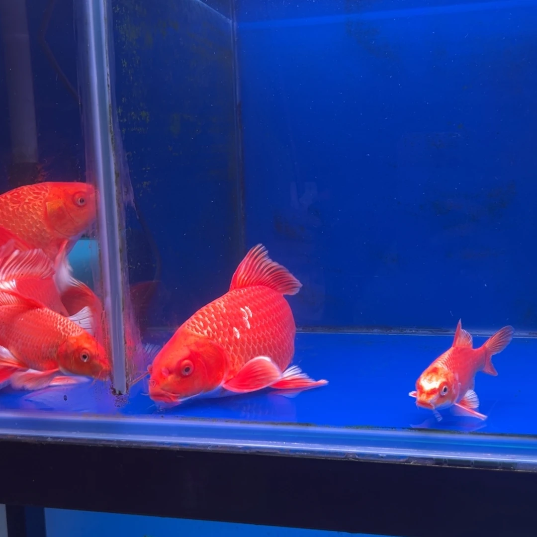 凑***屎海水鱼红色蝴蝶鲤 23公分