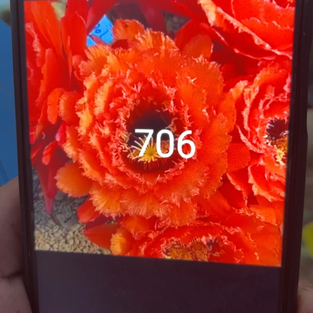 带根毛花柱706 直播间见实物