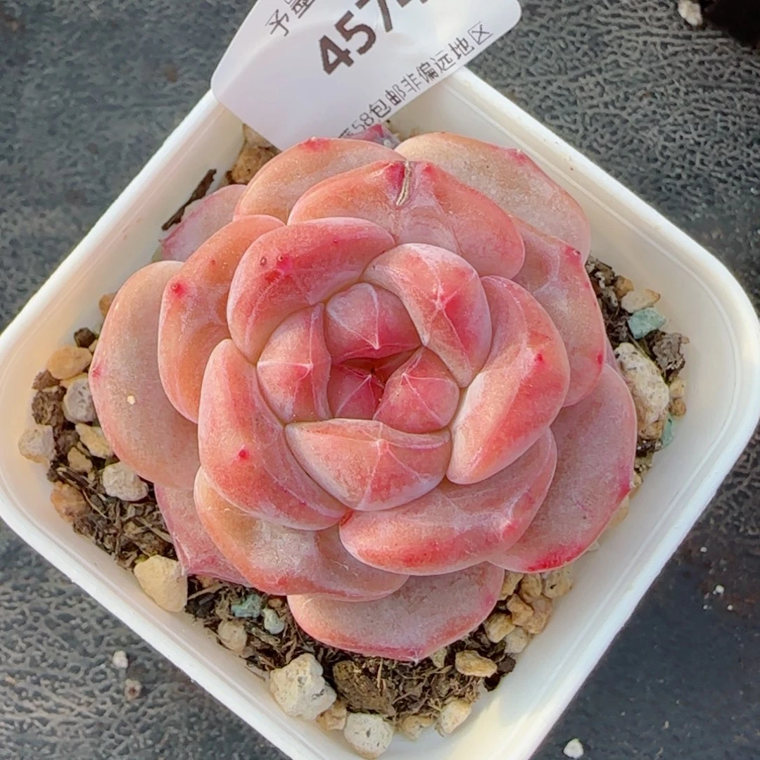 开播福利，4574多肉植物