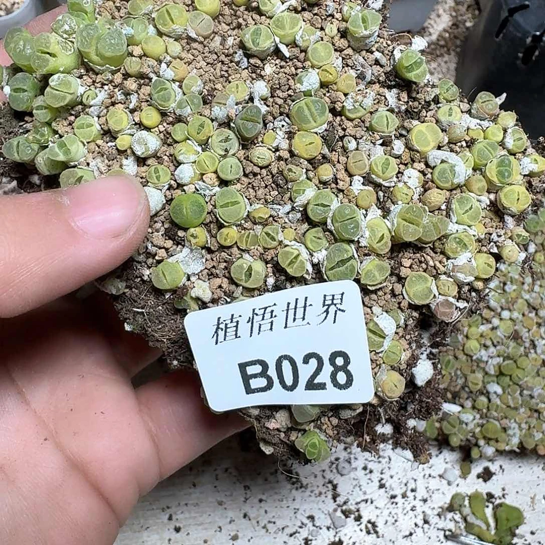 028号多肉植物哇fv