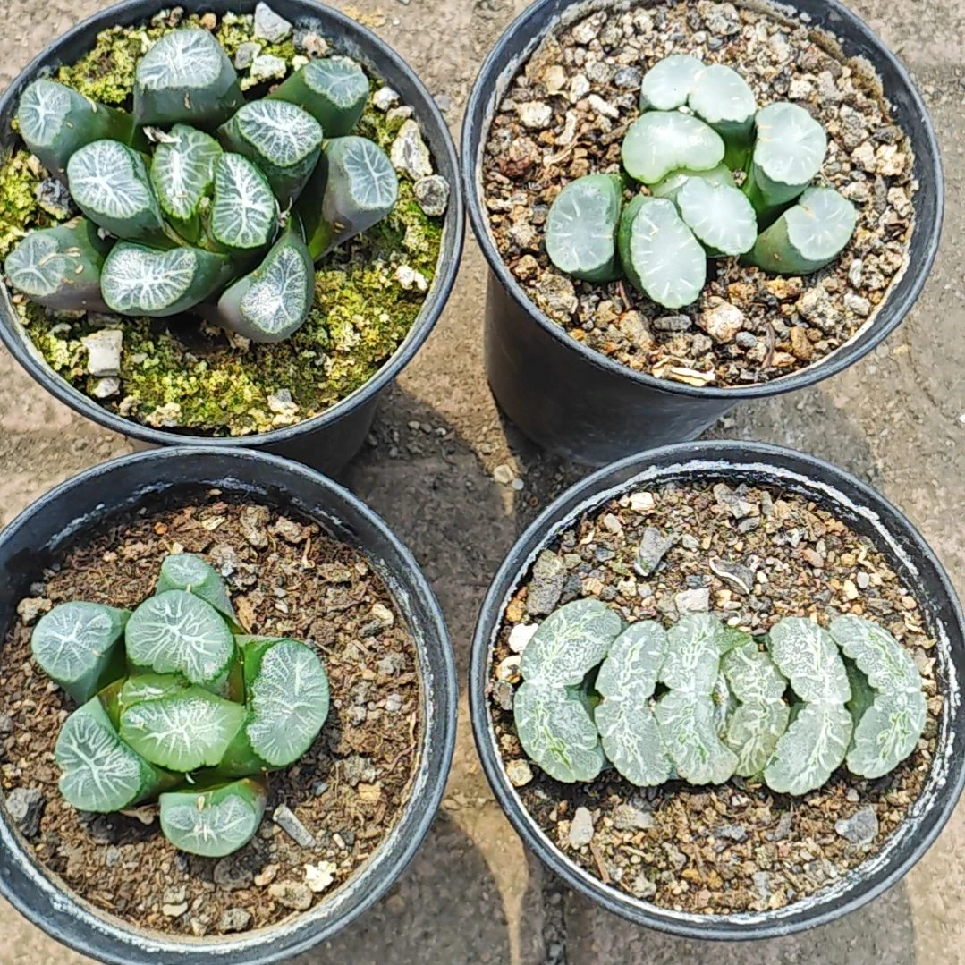 4颗多肉含一颗赠送