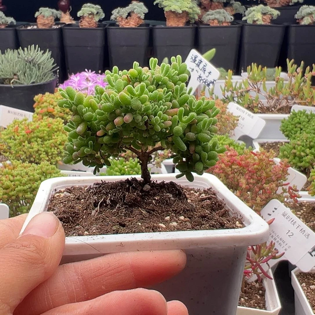 一物一拍密橘糖球12.26多肉