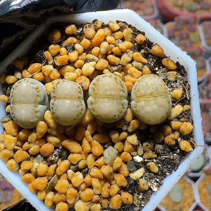 生石花33:。在。  23号