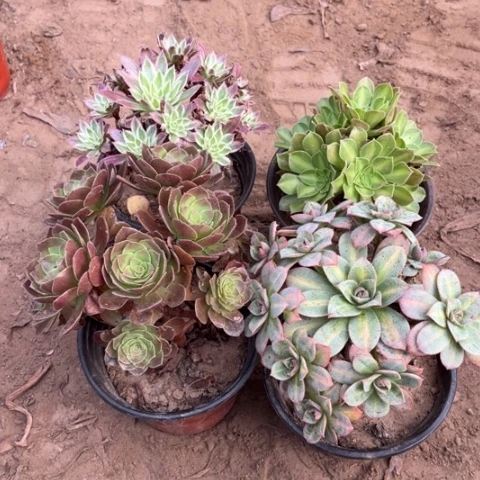 230多肉植物组合，