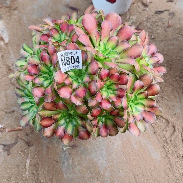 804韶华官服25左右