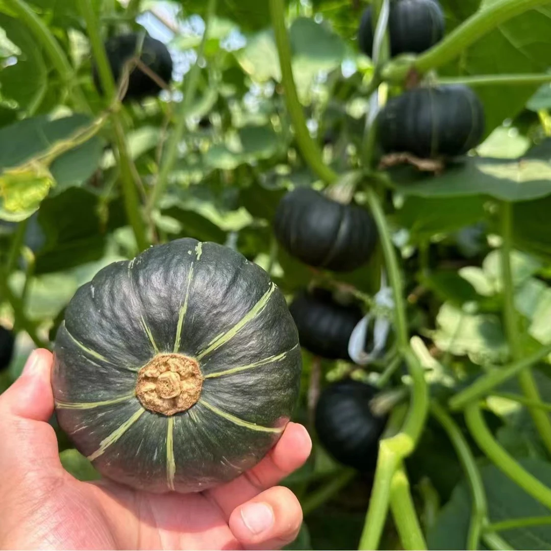 【阿宇推荐】----新鲜南瓜