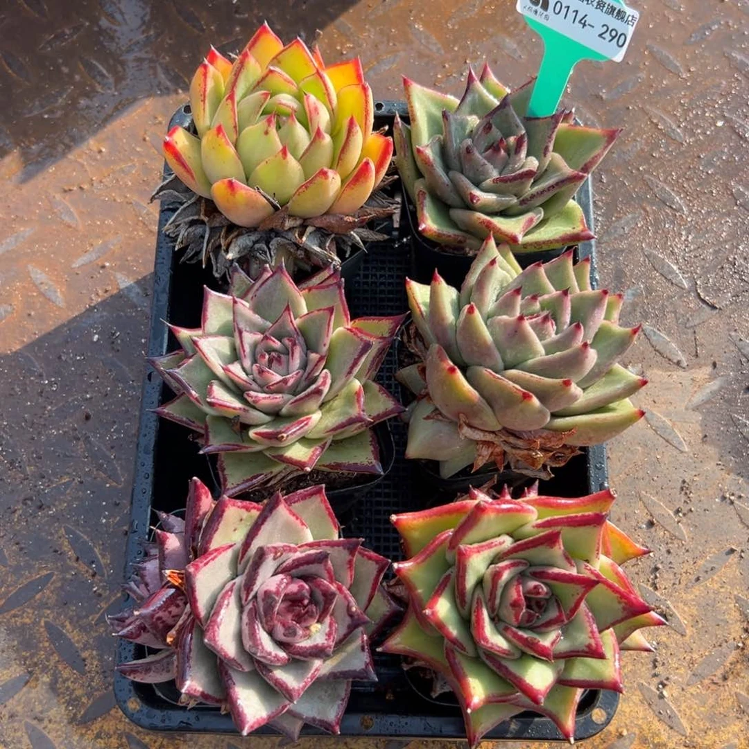 多肉编号0114-290