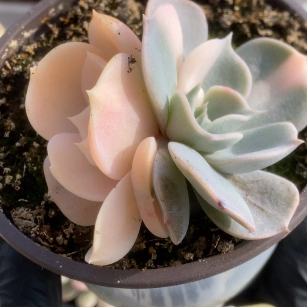 400双子座锦锦锦锦锦锦