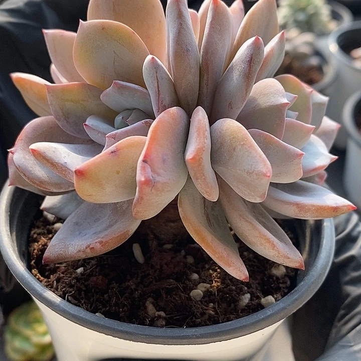 奶茶三头粗桩多肉植物