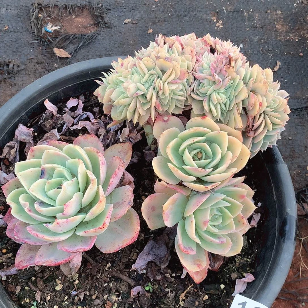 120仙凤缀一物一拍多肉