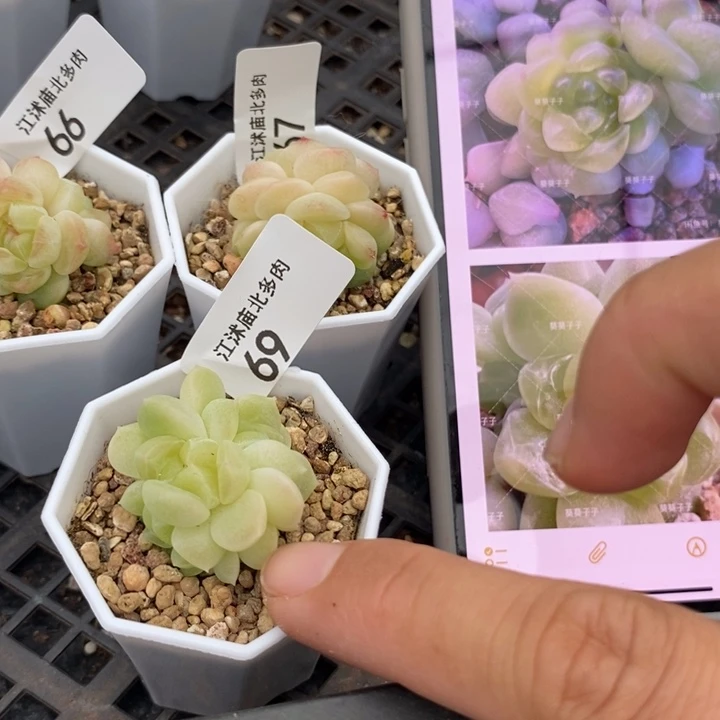 标69现金财富一个多肉