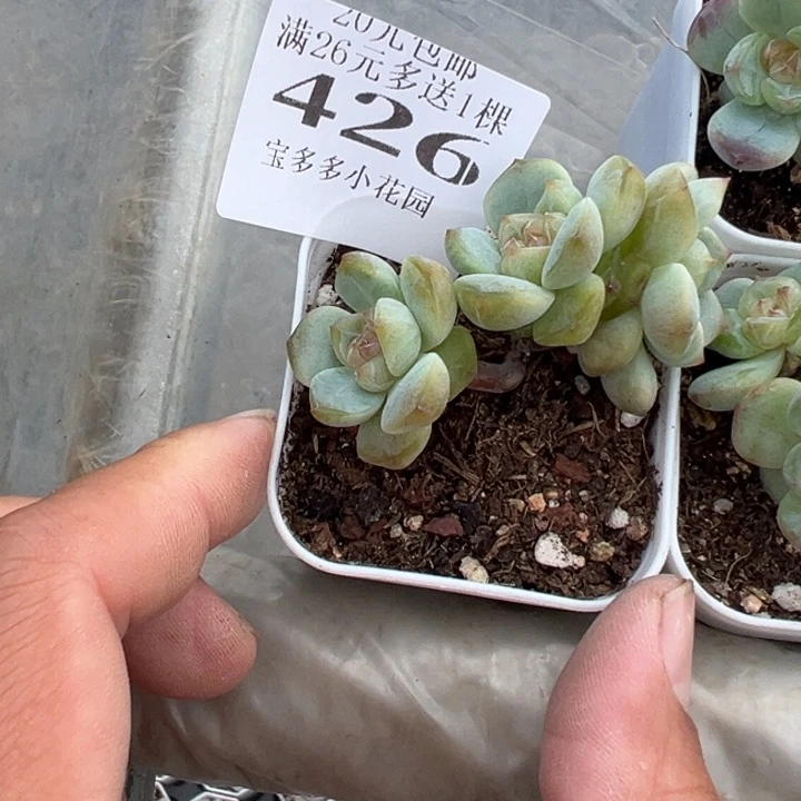 426号量拍多肉满20元包邮满26送一颗
