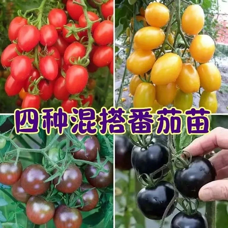西红柿秧苗普罗旺斯苗大粉沙瓤大果阳台庭院种植蔬菜种植带土发货