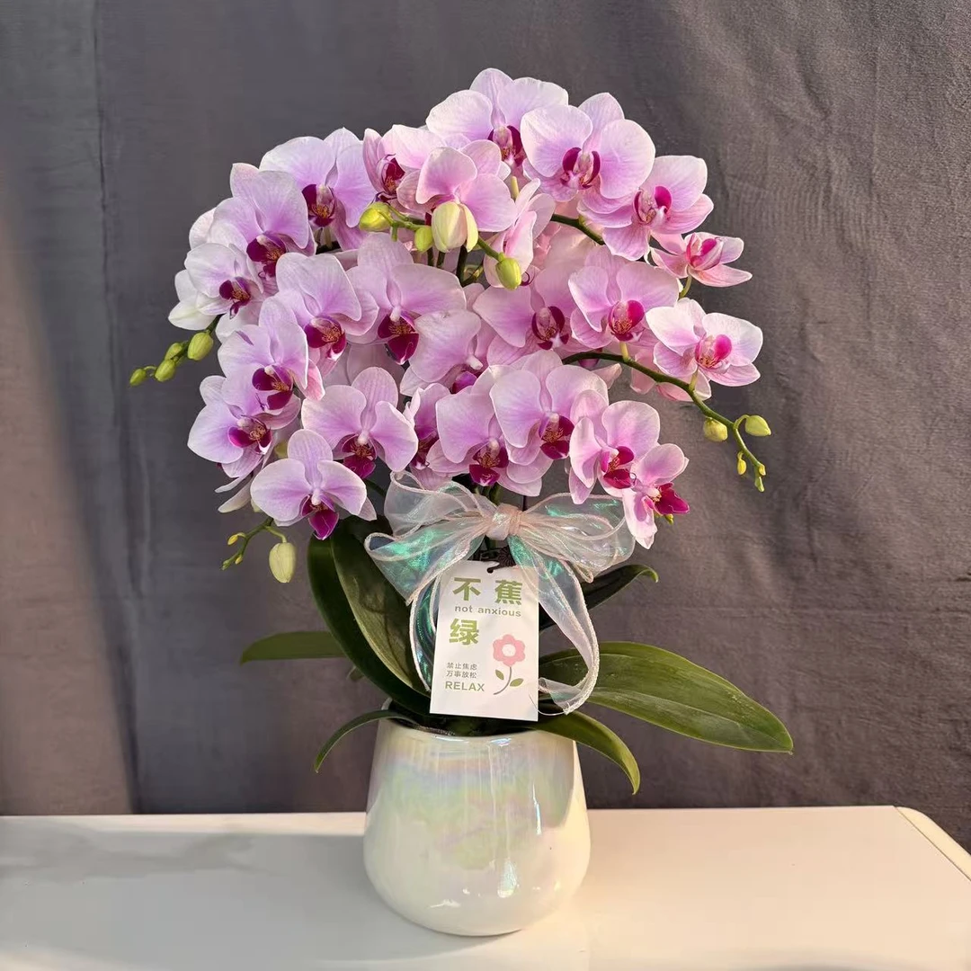 蝴蝶兰《投名状》浪漫温柔粉色晕染开 中花型 桌面花  室内花卉