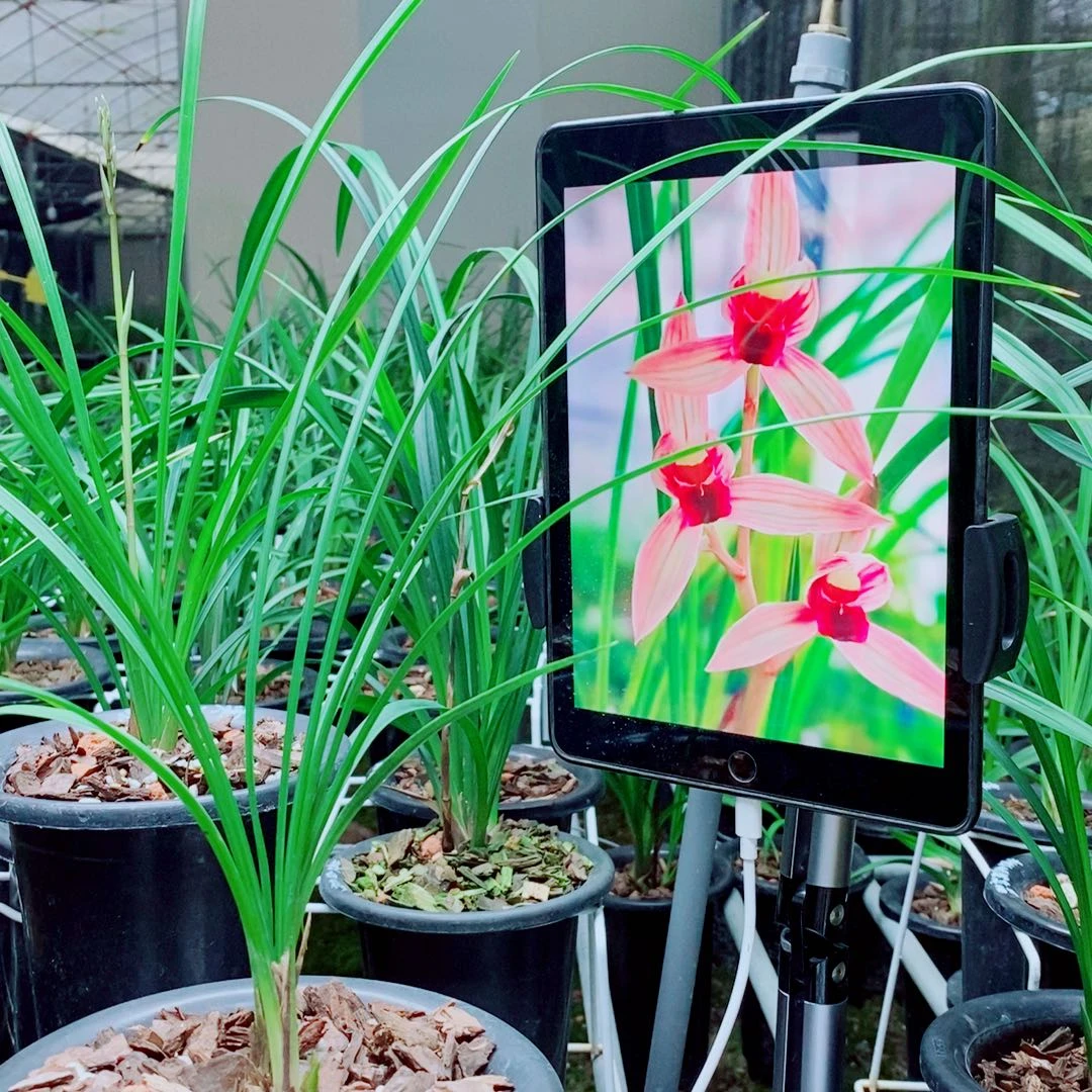 当前无花栽培后可以开花