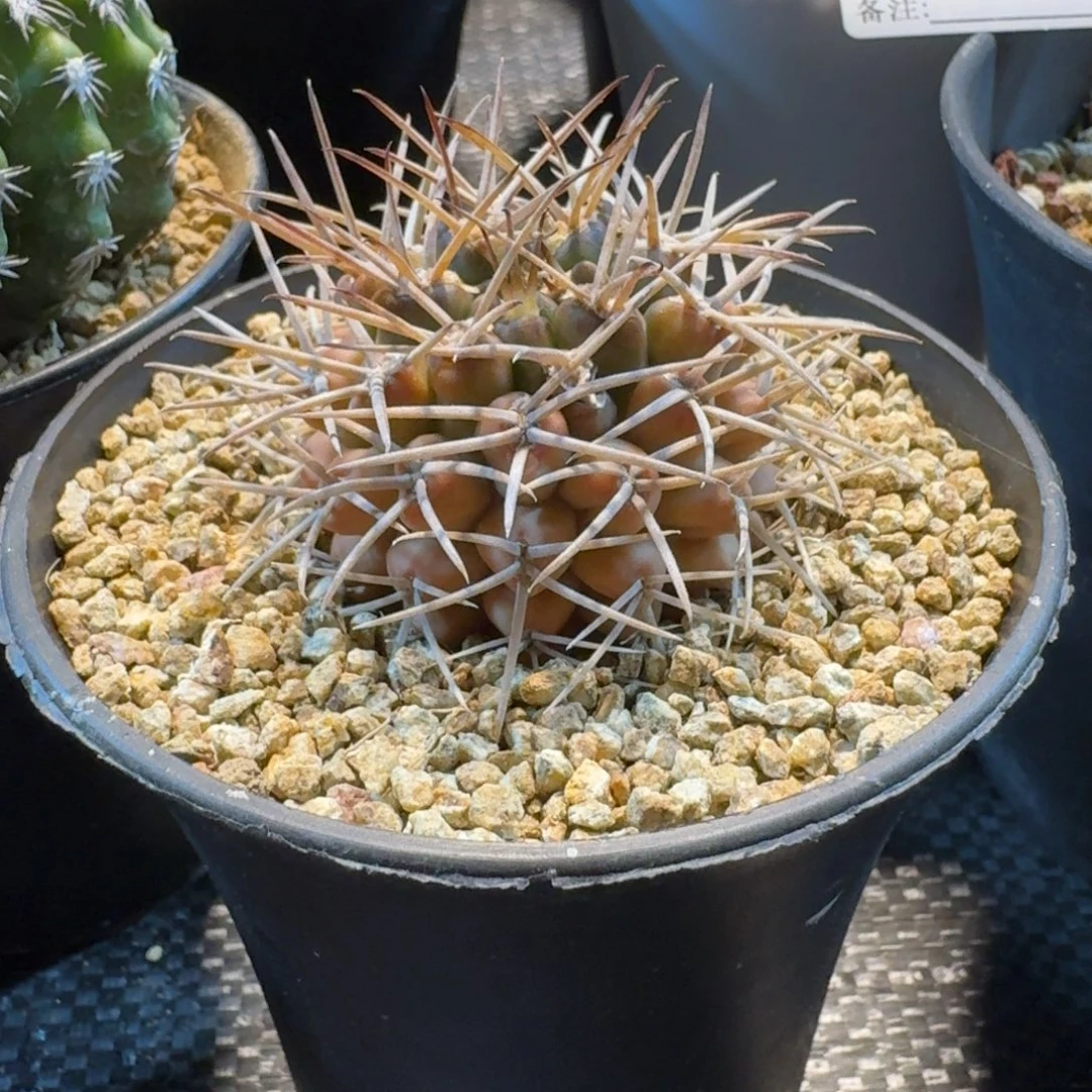 怪***儿仙人球一物一拍波光龙