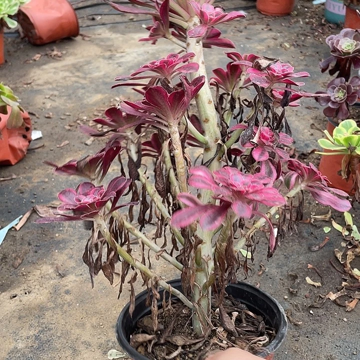 68香奈儿多肉植物法师