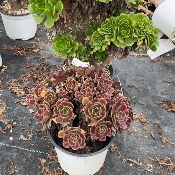 *****843号1112棵11111111