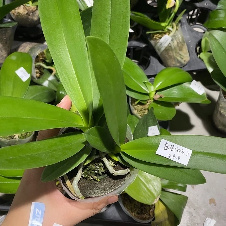 完全开放蓝星双头苗（碳棉介质介意勿拍）
