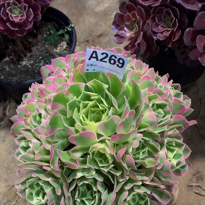 E***n无花朵白凤269 寄养