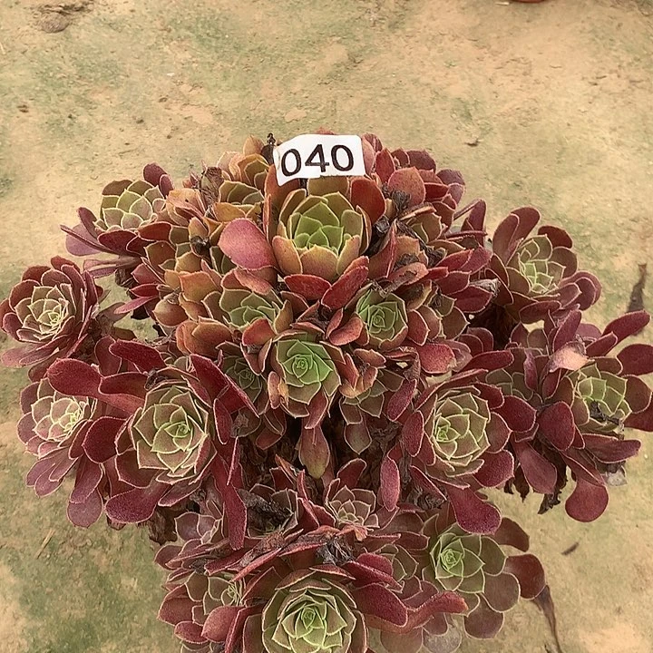 无花朵040荷兰玫瑰不包断指