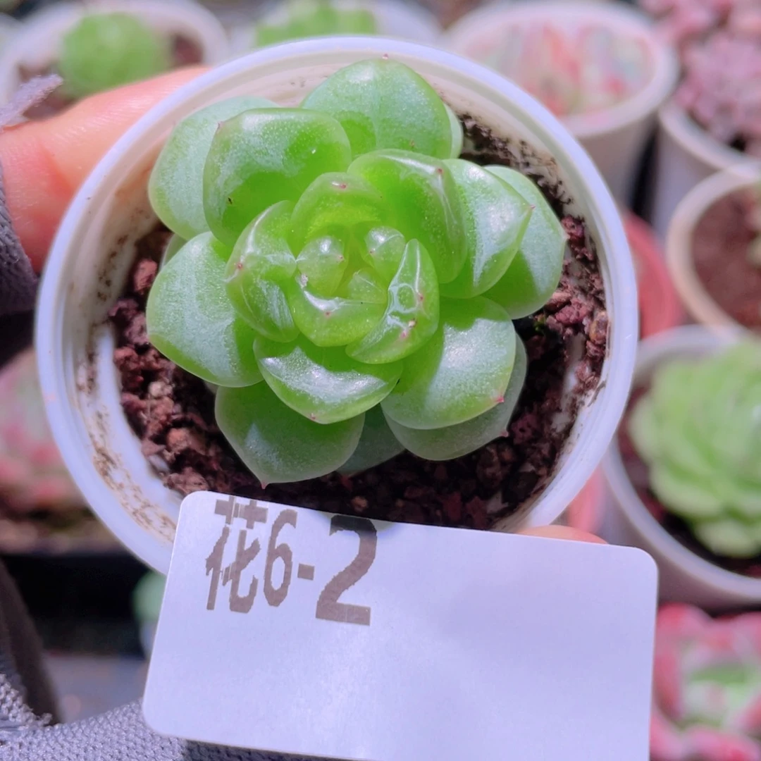 花利美 6-2新品珍妮