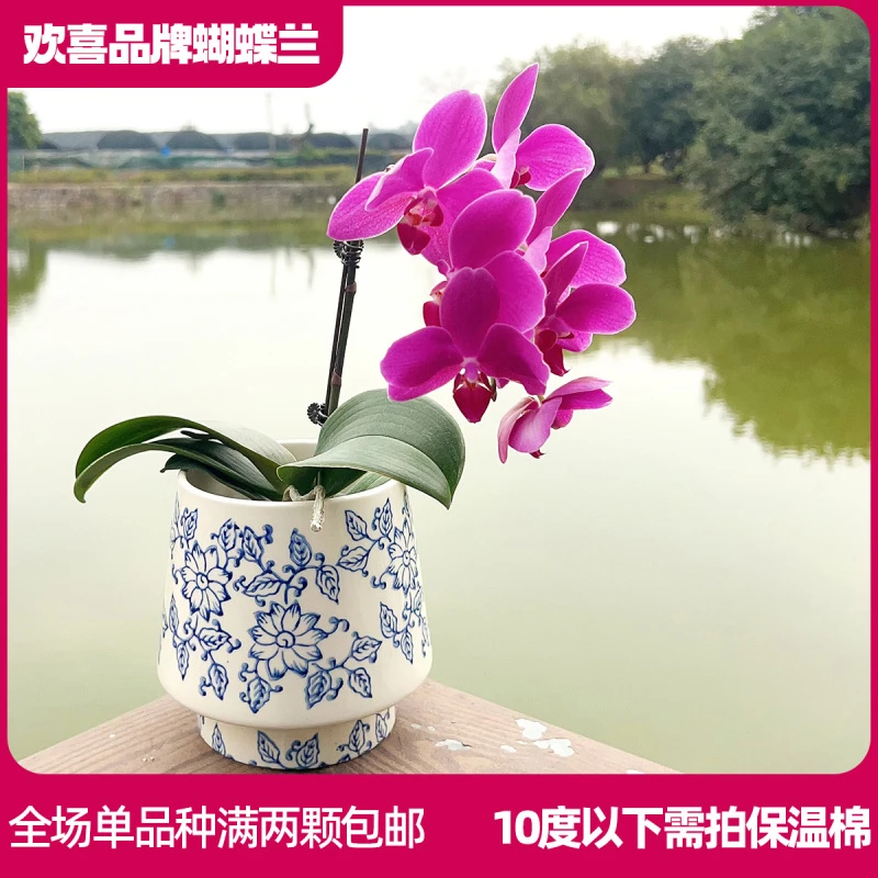 【小蜻蜓】蝴蝶兰室内客厅客厅餐厅 带花发货