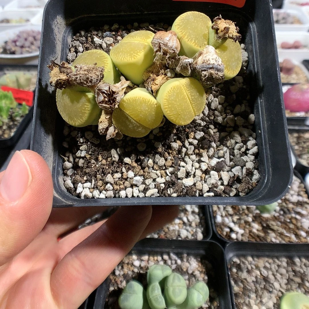 1-4-24     母本绿光阳