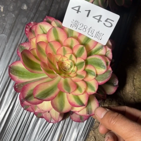 荔枝多肉多肉4145